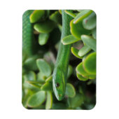 Oostelijke Groene Mamba (Dendroaspis Angusticeps) Magneet (Verticaal)