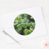 Oostelijke groene mamba (Dendroaspis Angusticeps) Ronde Sticker (Envelop)