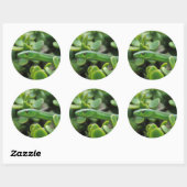 Oostelijke groene mamba (Dendroaspis Angusticeps) Ronde Sticker (Vel)