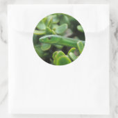 Oostelijke groene mamba (Dendroaspis Angusticeps) Ronde Sticker (Tas)