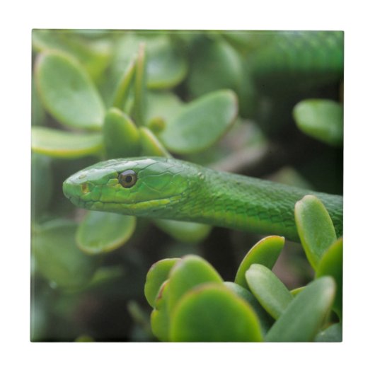 Oostelijke groene mamba (Dendroaspis Angusticeps) Tegeltje (Voorkant)