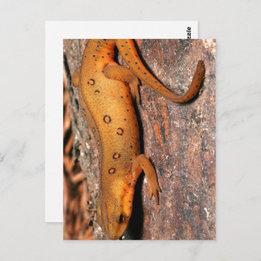 Oostelijke Hagedis Newt Briefkaart (Voorkant / Achterkant)