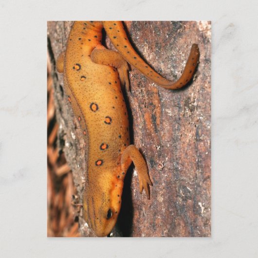 Oostelijke Hagedis Newt Briefkaart (Voorkant)