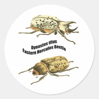 Oostelijke Hercules-kever Ronde Sticker