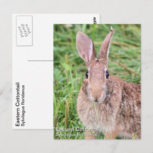 Oostelijke katoenstaart briefkaart (Voorkant / Achterkant)