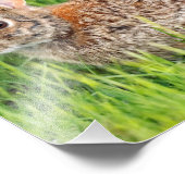 Oostelijke katoenstaart konijn in de lange gras foto afdruk (Hoek)