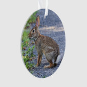 Oostelijke katoenstaart ornament (voorkant)