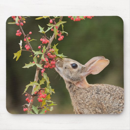 Oostelijke katoenstaart | South Texas Muismat (Voorkant)