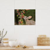 Oostelijke katoenstaart | South Texas Poster (Keuken)