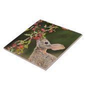 Oostelijke katoenstaart | South Texas Tegeltje (Zijkant)