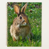 Oostelijke katoenstaartkonijn planner (Voorkant)
