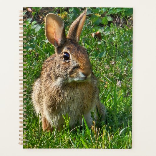 Oostelijke katoenstaartkonijn planner (Voorkant)