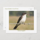 Oostelijke Kingbird Briefkaart (Voorkant / Achterkant)