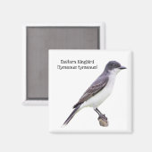 Oostelijke Kingbird Magneet (Voorkant / Achterkant)