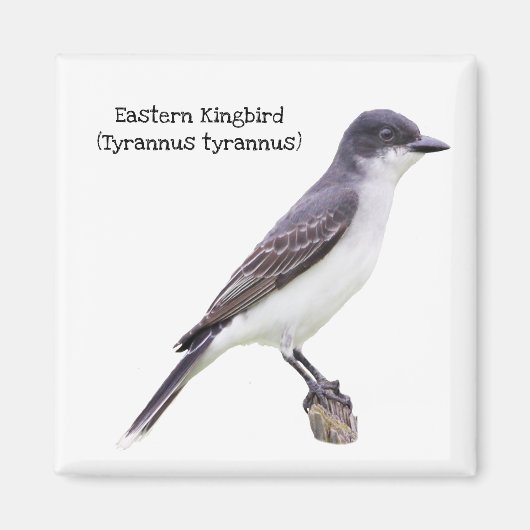 Oostelijke Kingbird Magneet (Voorkant)