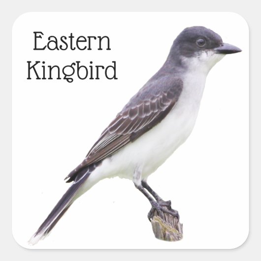 Oostelijke Kingbird Vierkante Sticker (Voorkant)
