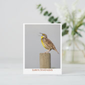 Oostelijke Meadlowlark Briefkaart (Staand voorkant)