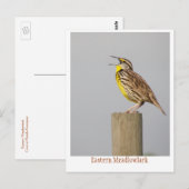 Oostelijke Meadlowlark Briefkaart (Voorkant / Achterkant)