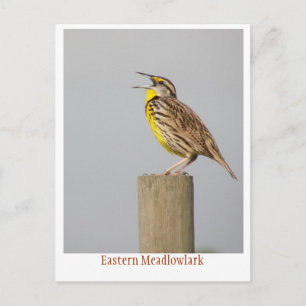 Oostelijke Meadlowlark Briefkaart