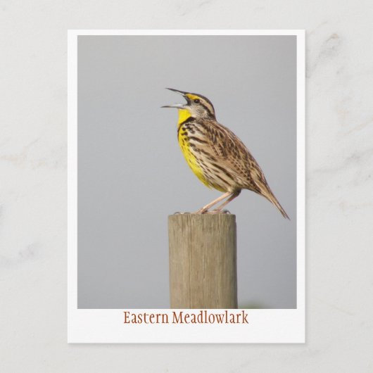 Oostelijke Meadlowlark Briefkaart (Voorkant)