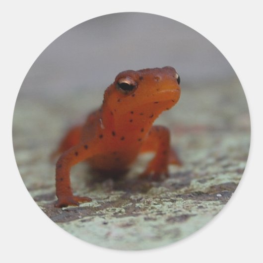 Oostelijke Newt-sticker Ronde Sticker (Voorkant)
