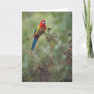 Oostelijke papegaai Rosella - wenskaart Feestdagen Kaart