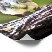 oostelijke Phoebe Fledglans Poster (Hoek)