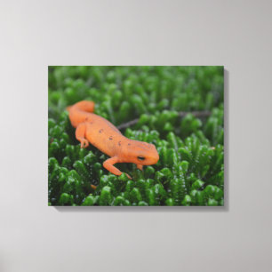 Oostelijke rode gevlekte salamander canvas afdruk