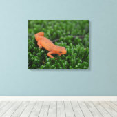 Oostelijke rode gevlekte salamander canvas afdruk (Insitu (Houten vloer))