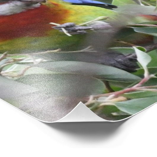 Oostelijke Rosella eet graag Foto Afdruk (Hoek)