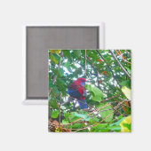 Oostelijke Rosella in Cotoneaster - Magneet (Voorkant / Achterkant)