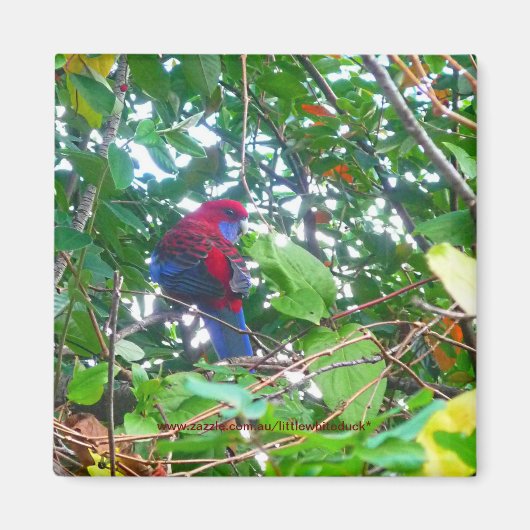 Oostelijke Rosella in Cotoneaster - Magneet (Voorkant)