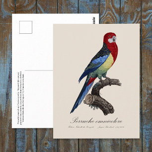 Oostelijke rosella of Platycercus eximius parkiet Briefkaart