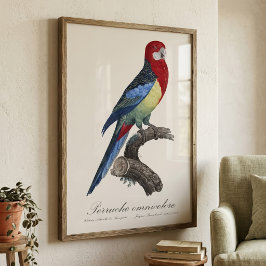 Oostelijke rosella of Platycercus eximius parkiet Foto Afdruk