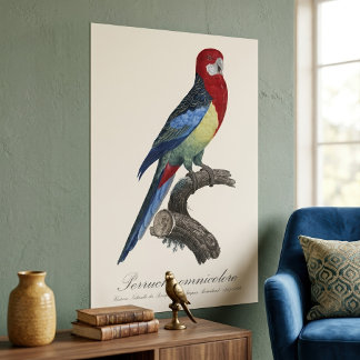 Oostelijke rosella of Platycercus eximius parkiet Poster