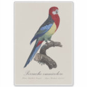 Oostelijke rosella of Platycercus eximius parkiet Sticker (Voorkant)