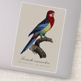 Oostelijke rosella of Platycercus eximius parkiet Sticker