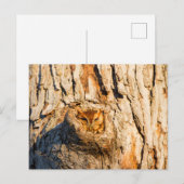 Oostelijke schreeuwuil briefkaart (Voorkant / Achterkant)