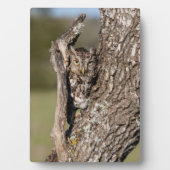 Oostelijke schreeuwuil fotoplaat (voorkant)