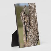 Oostelijke schreeuwuil fotoplaat (Zijkant)