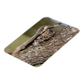 Oostelijke schreeuwuil magneet (Linkerzijde)