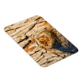 Oostelijke schreeuwuil magneet (Rechterzijde)