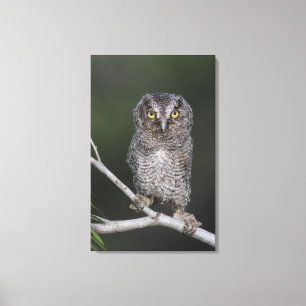 Oostelijke schreeuwuil, Megascops asio, Otus 2 Canvas Afdruk