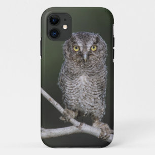 Oostelijke schreeuwuil, Megascops asio, Otus 2 iPhone 11 Hoesje