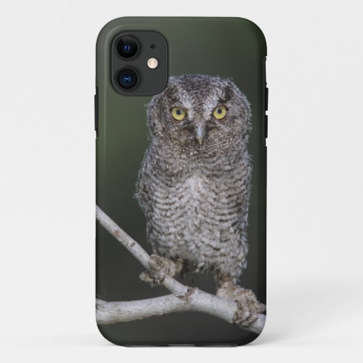 Oostelijke schreeuwuil, Megascops asio, Otus 2 Case-Mate iPhone Case (Achterkant)