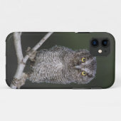 Oostelijke schreeuwuil, Megascops asio, Otus 2 Case-Mate iPhone Case (Achterkant (horizontaal))