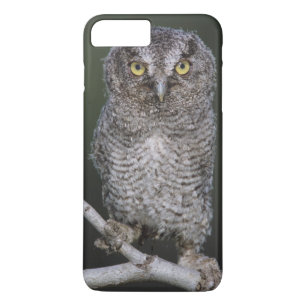 Oostelijke schreeuwuil, Megascops asio, Otus 2 Case-Mate iPhone Case