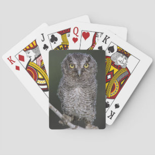 Oostelijke schreeuwuil, Megascops asio, Otus 2 Pokerkaarten