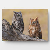 Oostelijke schreeuwuil rustend in boom fotoplaat (voorkant)
