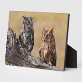 Oostelijke schreeuwuil rustend in boom fotoplaat (Zijkant)